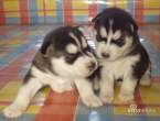 Huskey.jpg