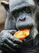 Hungry monkey.jpg