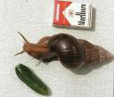 Big snail.jpg
