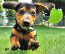 Dog.jpg