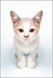 Kitten.jpg