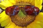 Sun.jpg