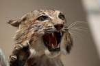 Wild cat.jpg
