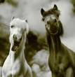 Horses.jpg
