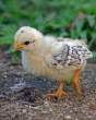 Chick.jpg