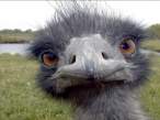 ostrich_1.jpeg