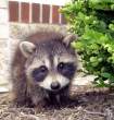 Racoon.jpg