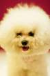Fluffy.jpg
