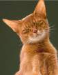 Kitty.jpg