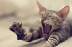Kitten.jpg