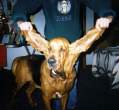 Longest ears.jpg