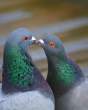 Pigeon kiss.jpg