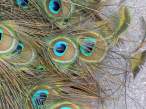 Feather.jpg