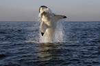 Whale.jpg