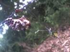 Spider.jpg