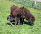 Tiny horses.jpg
