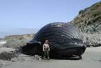 Whale.jpg