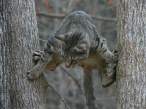 Cat.jpg