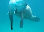 Sea elephant.jpg