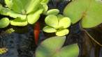 DSC00339.JPG