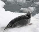 Seal.jpg