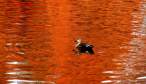 Red river.jpg