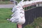 Seaguls.jpg