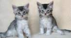 Kittens.jpg