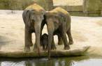 Elephants.jpg