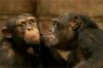 Monkeys.jpg