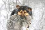 Wolf.jpg