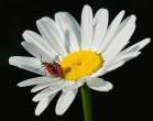 Flower.jpg