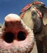 Elephant.jpg