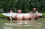Big catch.jpg