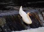 Swan.jpg
