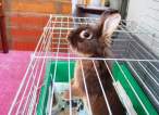 Bunny.jpg