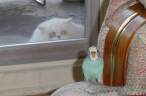 Parrot.jpg