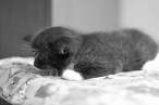 Black kitty.jpg