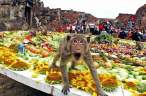 Monkey.jpg