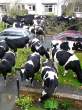 Cows.jpg