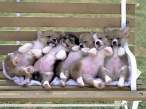 Dogs.jpg