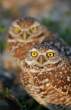Owl.jpg