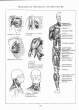 (eBook - English) Andrew Loomis - Figure Drawing - For All It's Worth_Page_053_Image_0001.jpg