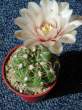 Gymno_calochlorum2.jpg