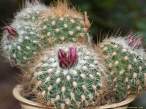 Gymnocactus_knutianus.jpg