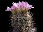 Gymnocalycium_achirasense.jpg
