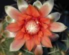 Gymnocalycium_baldianum3.jpg
