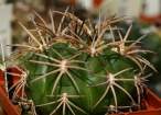 Gymnocalycium_catamarcense_f_belense.jpg