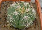 Gymnocalycium_chiguitanum.jpg