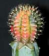 Gymnocalycium_fredrichii_multicolor.jpg
